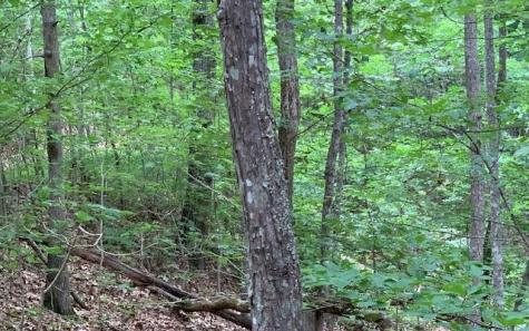 Lot 18 Bruce Mountain Blairsville GA 30512