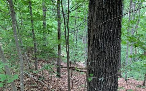 Lot 18 Bruce Mountain Blairsville GA 30512