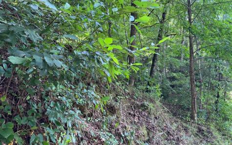 Lot 77 Fires Creek Cove Hayesville NC 28904
